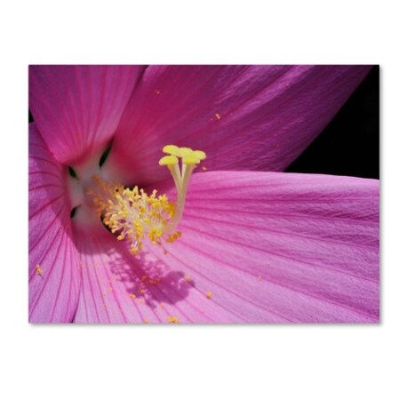 Trademark Fine Art Kurt Shaffer 'Inside a Pink Hibiscus' Canvas Art, 30x47 KS478-C3047GG